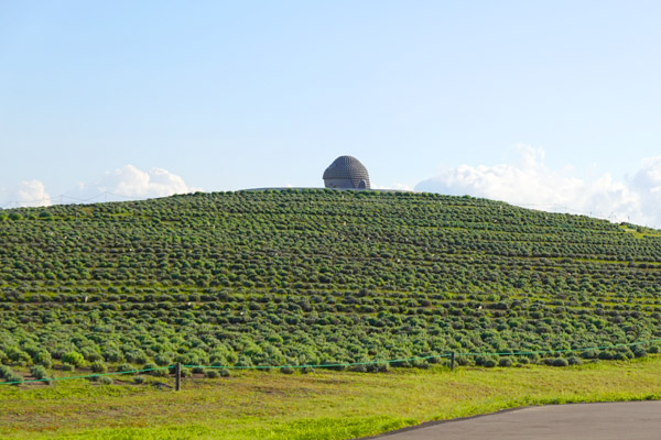香華堂報265号　頭大仏殿　真駒内滝野霊園